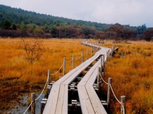 沼ッ原湿原